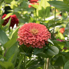 Load image into Gallery viewer, Zany for Zinnias — Our Grow Kit Gift Box with Zinnias
