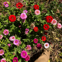 Load image into Gallery viewer, Northern Lights &amp; Candy Cane Zinnia Mix

