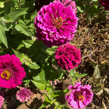 Load image into Gallery viewer, Northern Lights &amp; Candy Cane Zinnia Mix
