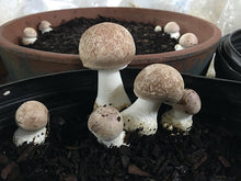Load image into Gallery viewer, GARDEN GIANT/KING STROPHARIA MUSHROOM SPAWN -5 LB
