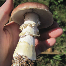 Load image into Gallery viewer, GARDEN GIANT/KING STROPHARIA MUSHROOM SPAWN -5 LB
